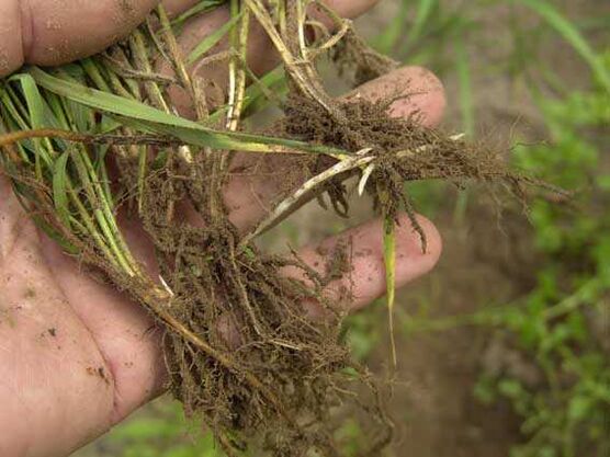 rădăcină de iarbă de grâu pentru psoriazis